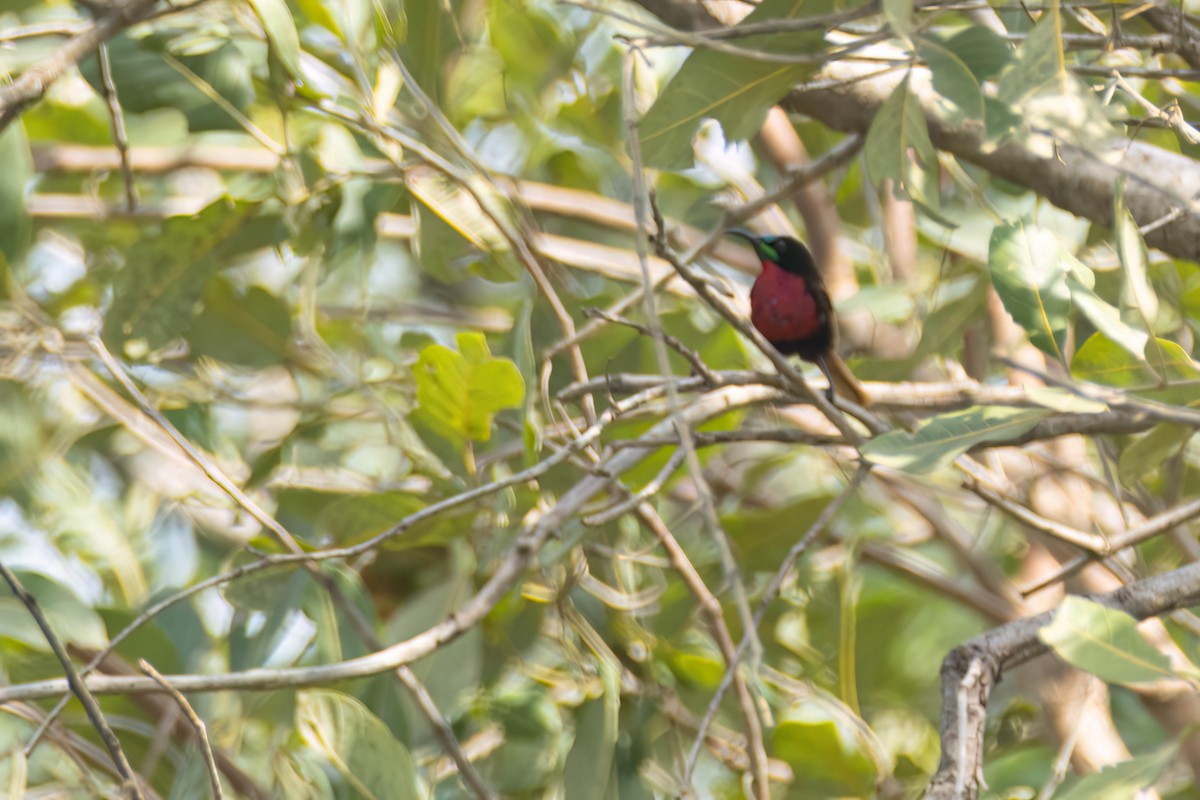 Scarlet-chested Sunbird - ML646604996