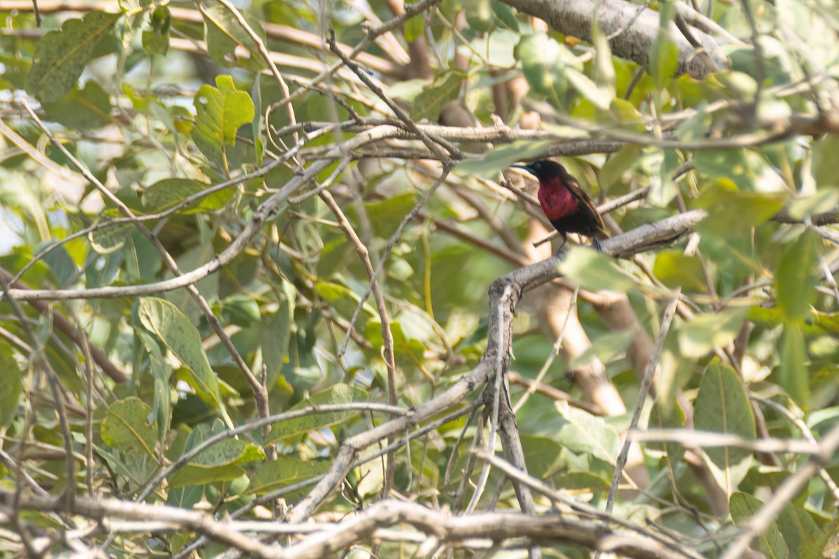 Scarlet-chested Sunbird - ML646604997