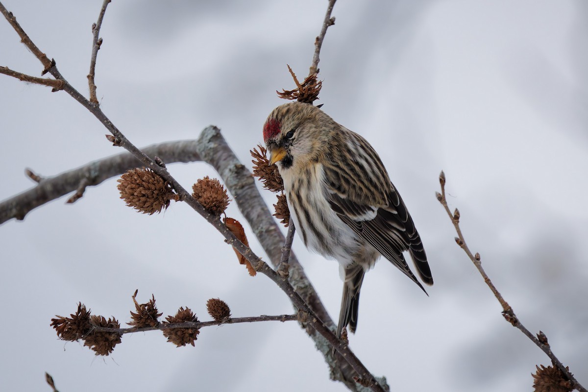 תפוחית שחורת-סנטר - ML646604999