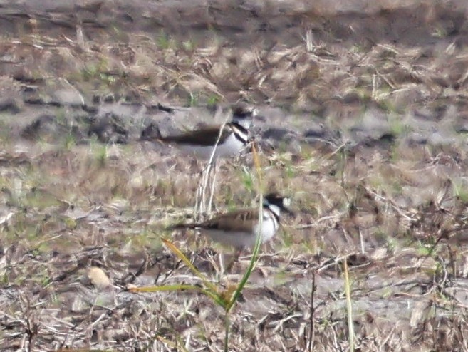 Killdeer - ML646605000