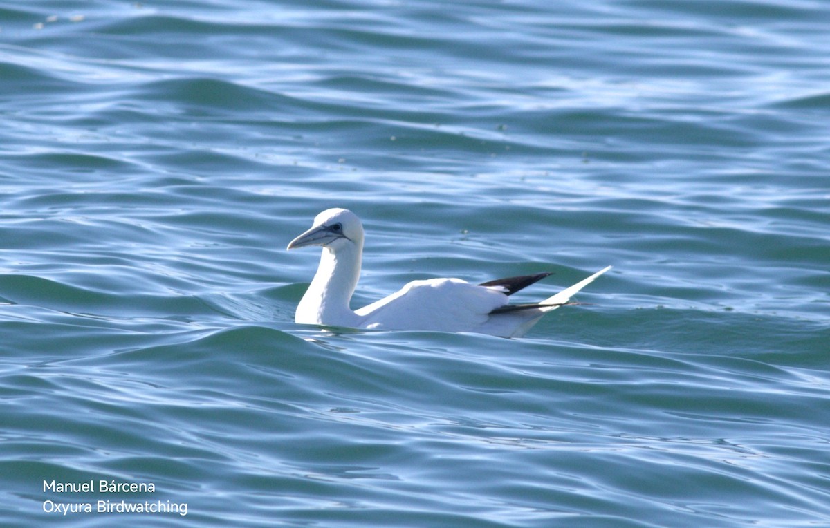 Northern Gannet - ML646605001