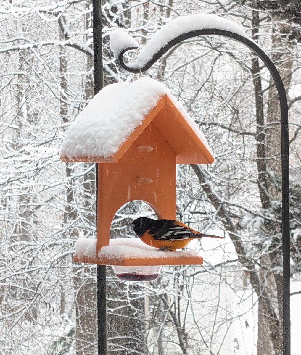 Baltimore Oriole - ML646605003