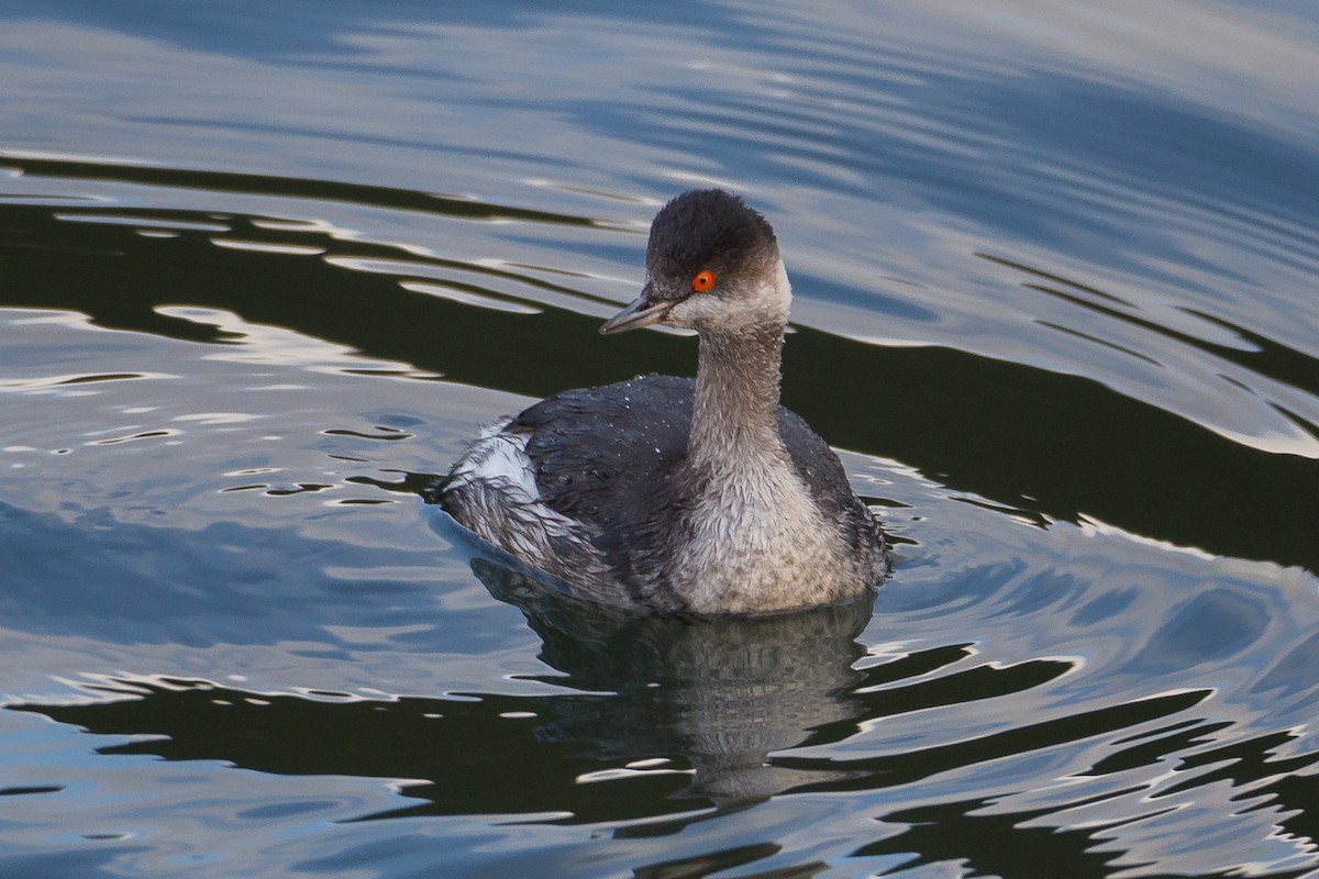 Grèbe à cou noir - ML646605004