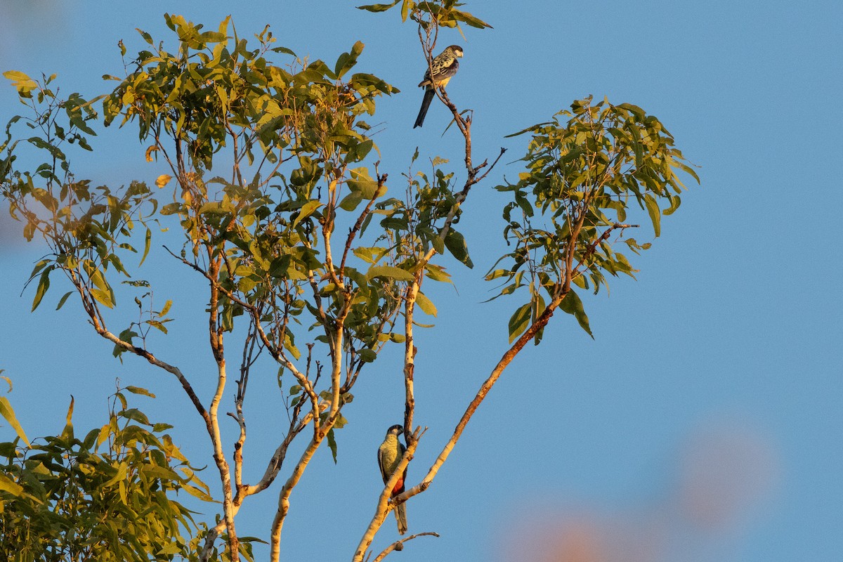 Northern Rosella - ML646605005