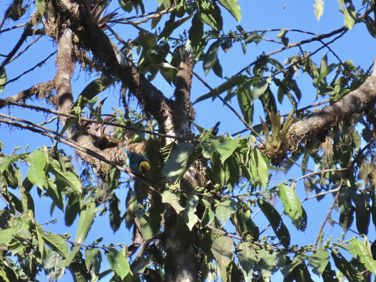 Calliste à tête dorée - ML646605006