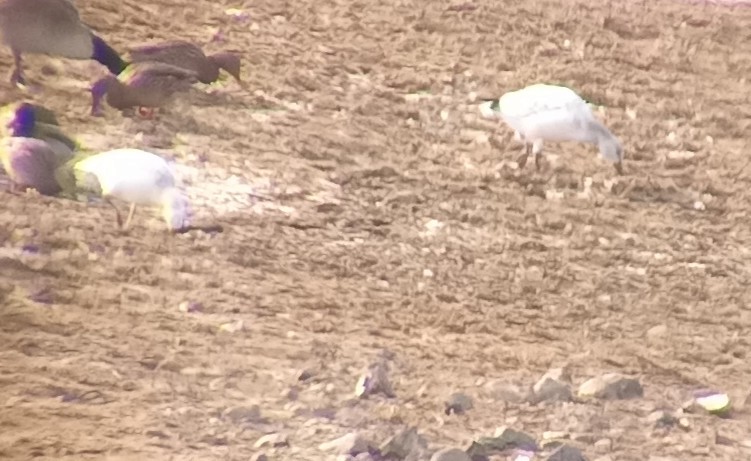 Ross's Goose - ML646605007