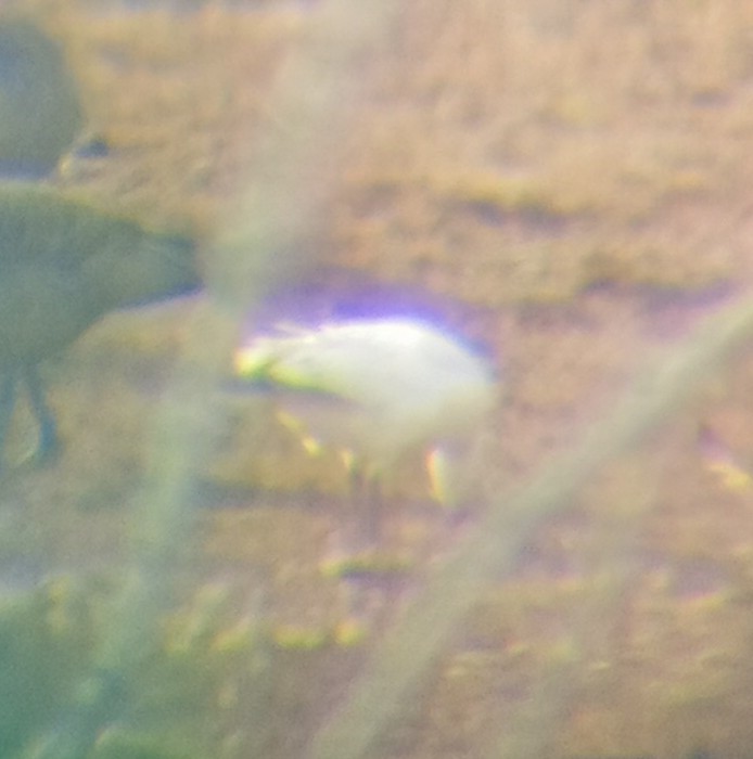 Ross's Goose - ML646605008