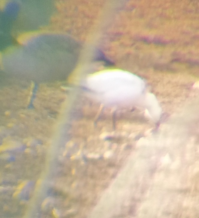 Ross's Goose - ML646605010