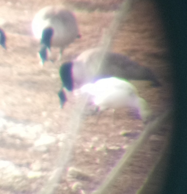 Ross's Goose - ML646605011