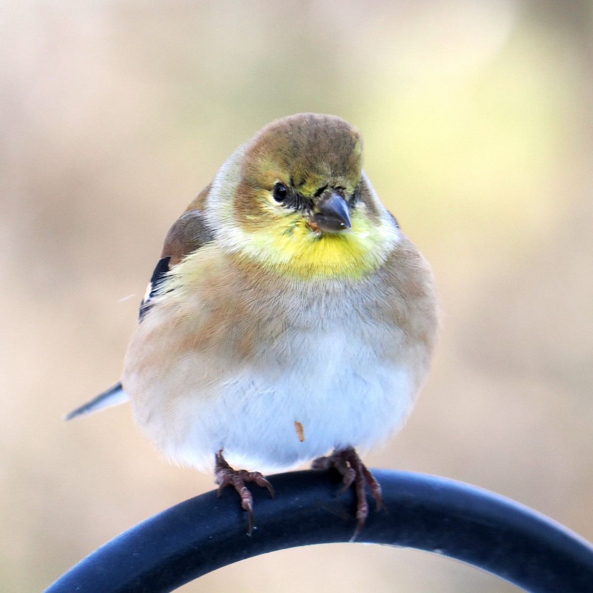 Altın İskete - ML646605013