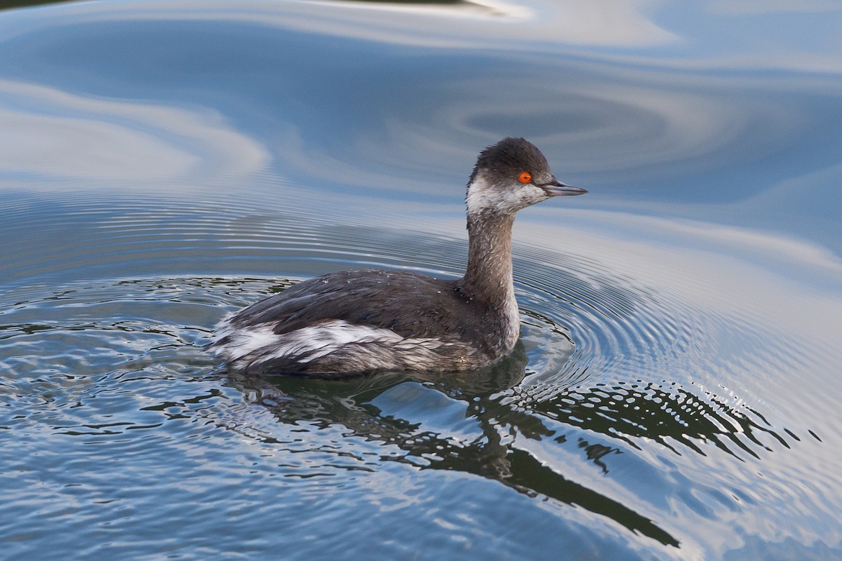 Grèbe à cou noir - ML646605014