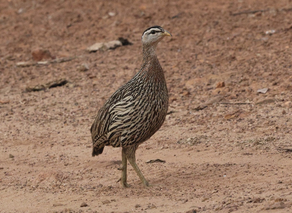 Francolin à double éperon - ML646605017