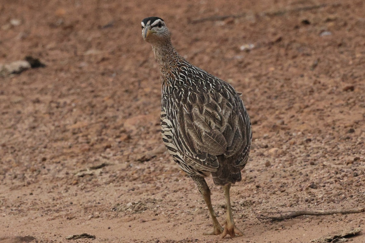 Francolin à double éperon - ML646605018