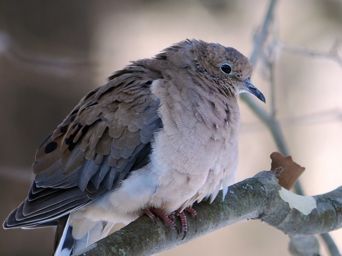 תורית אמריקנית - ML646605024