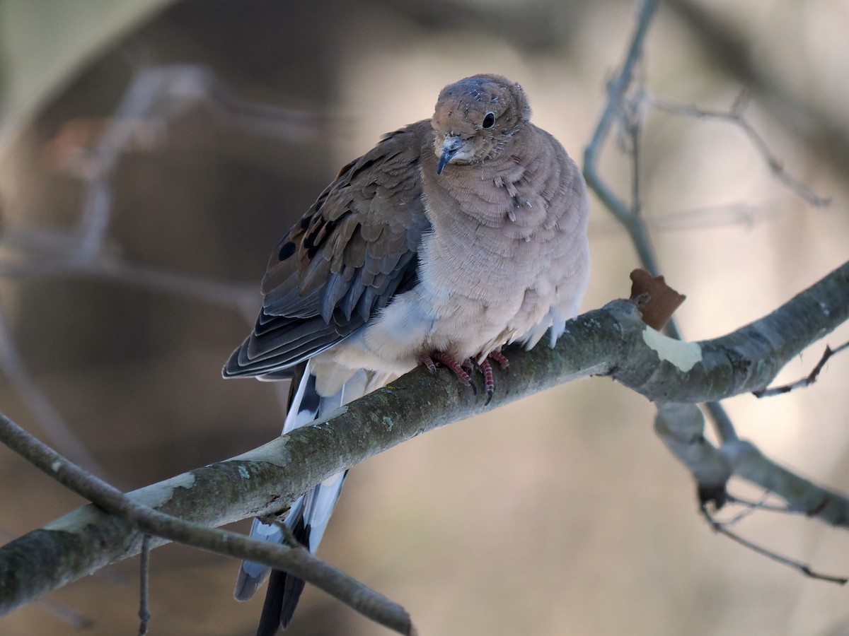 תורית אמריקנית - ML646605025