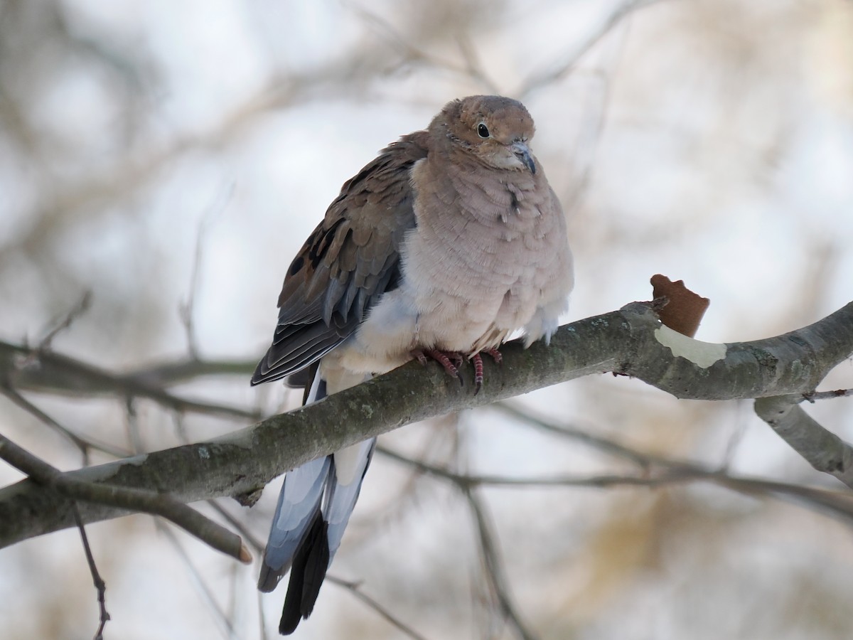 תורית אמריקנית - ML646605026