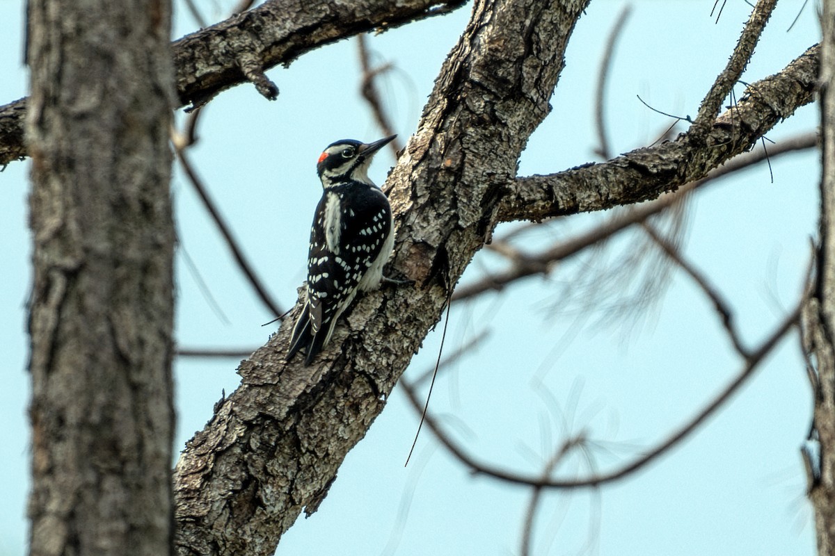 Hairy Woodpecker - ML646605028