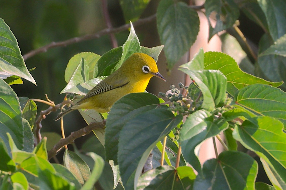 Anteojitos Frentigualdo - ML646605030