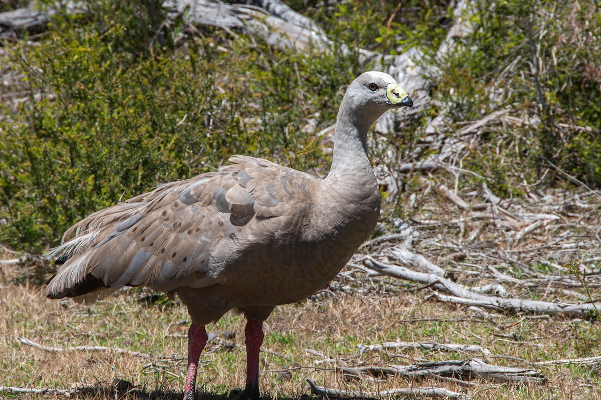 Cape Barren Goose - ML646605031