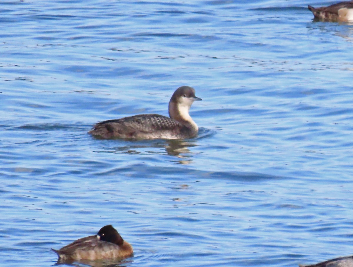 Pacific Loon - ML646605032