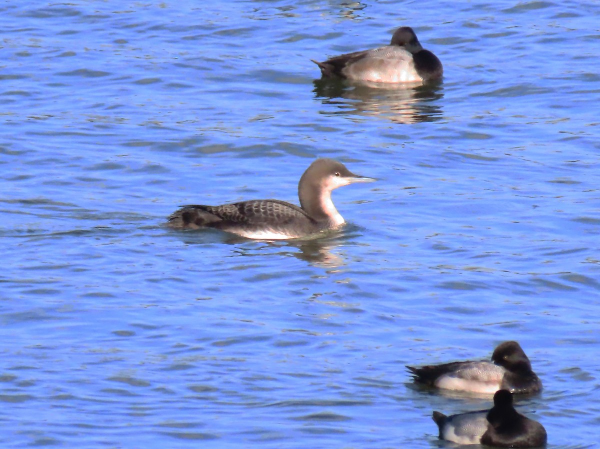 Pacific Loon - ML646605033