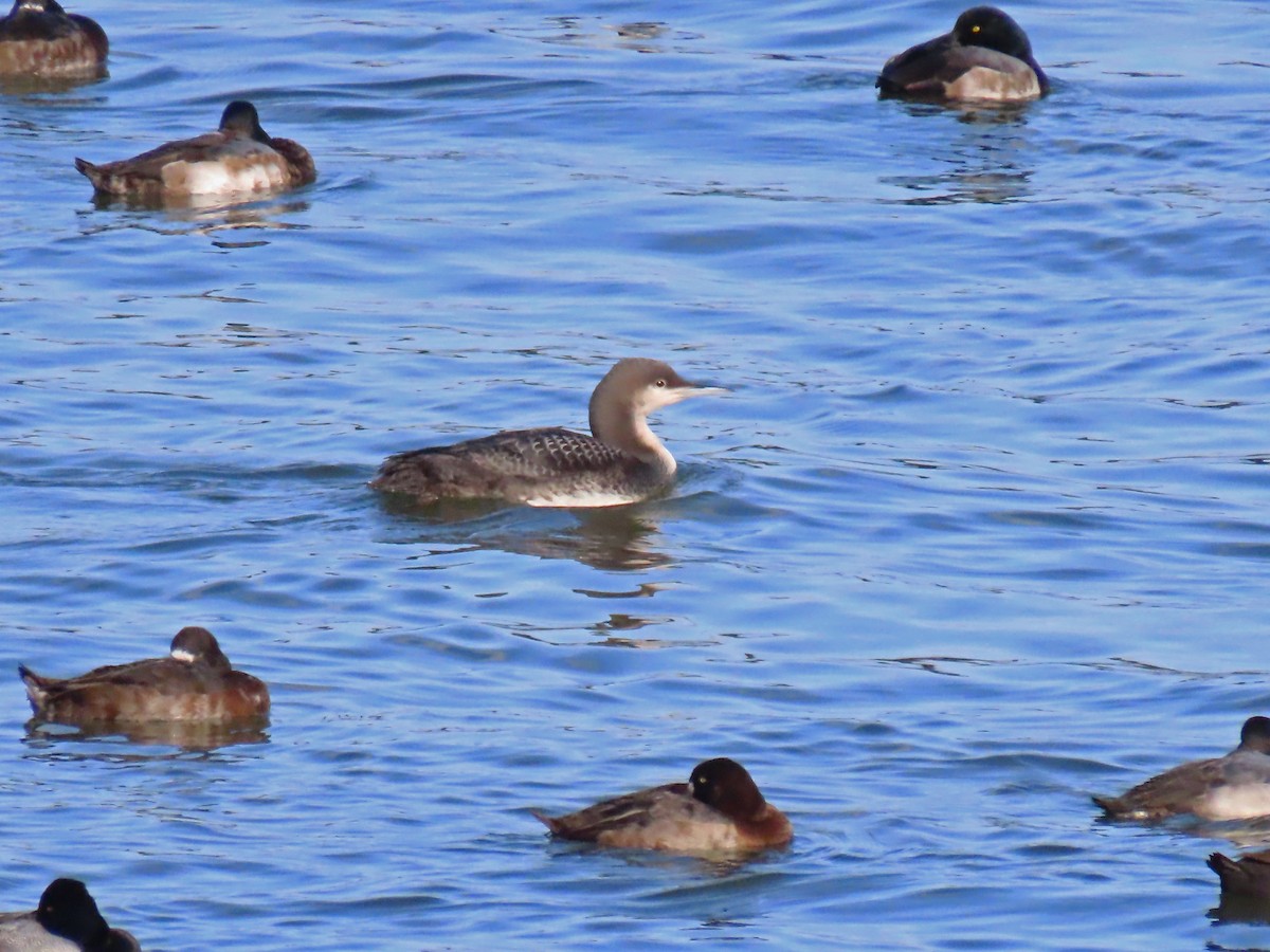 Pacific Loon - ML646605034