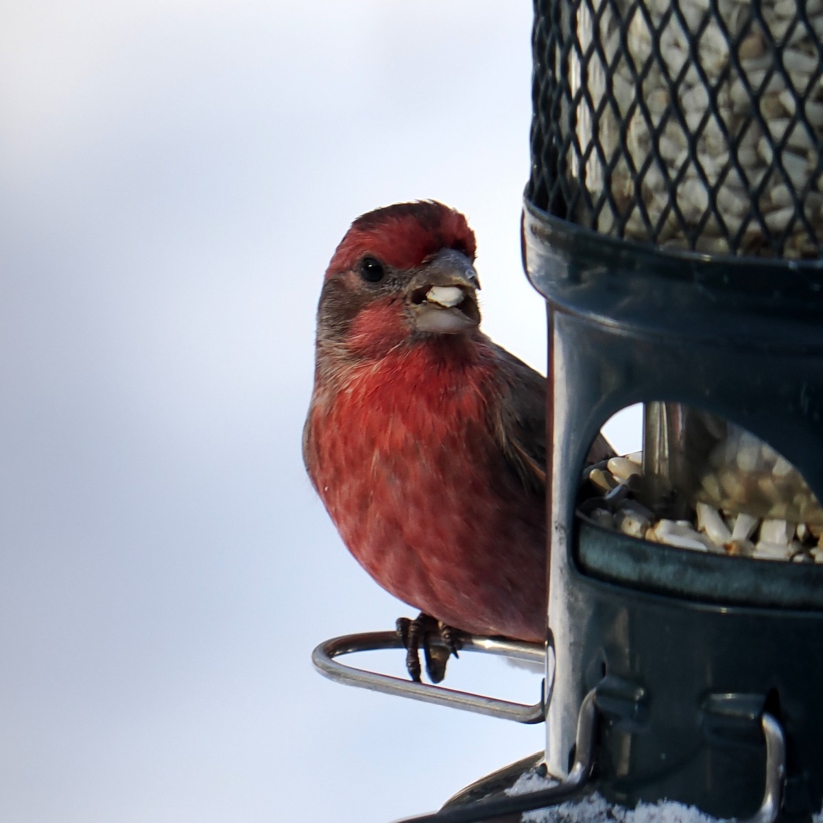 House Finch - ML646605035