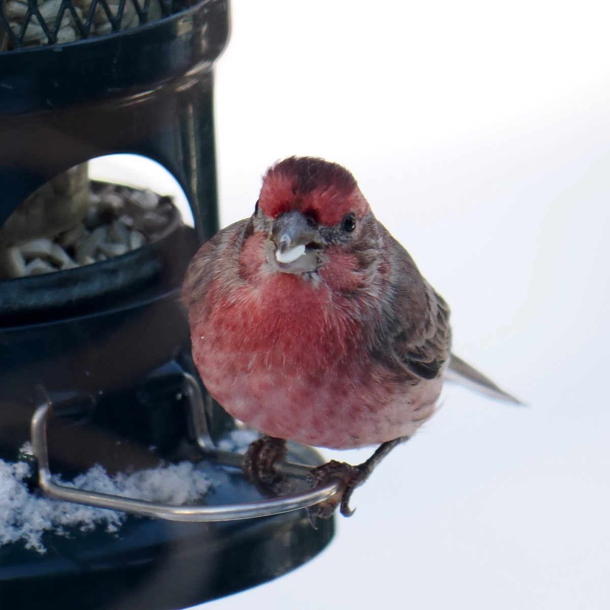 House Finch - ML646605036
