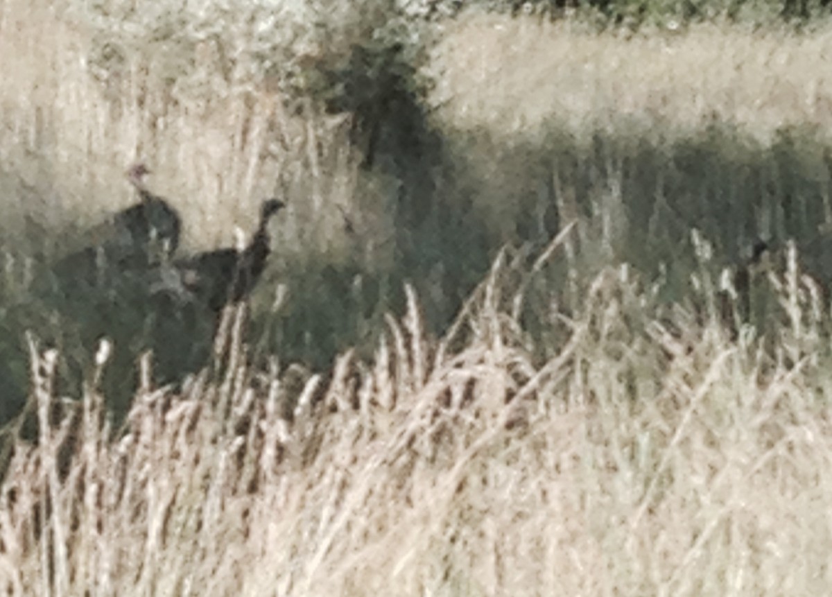 Wild Turkey - ML646605038