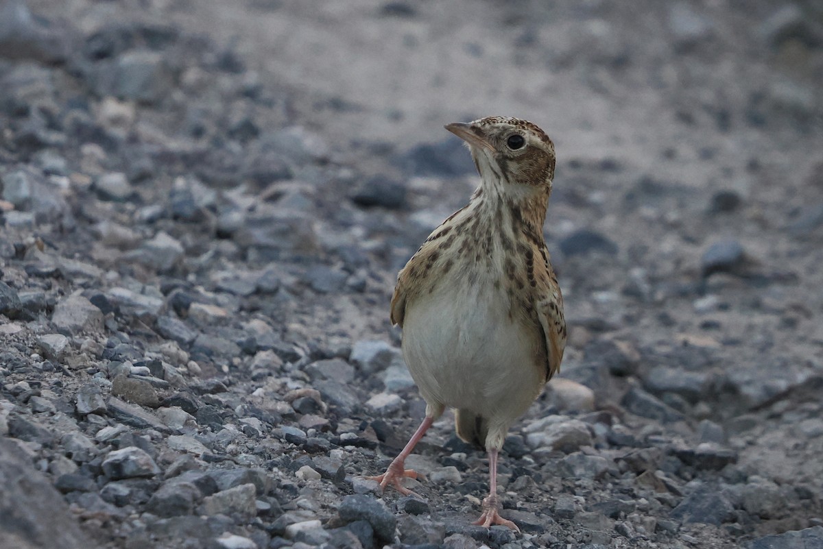 Eurasian Skylark - ML646605041