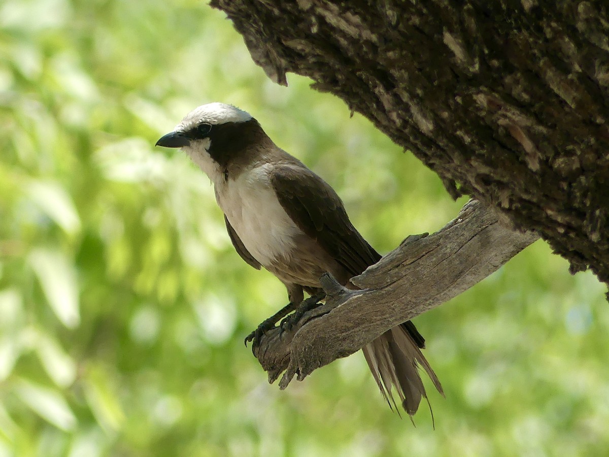 White-crowned Shrike - ML646605042