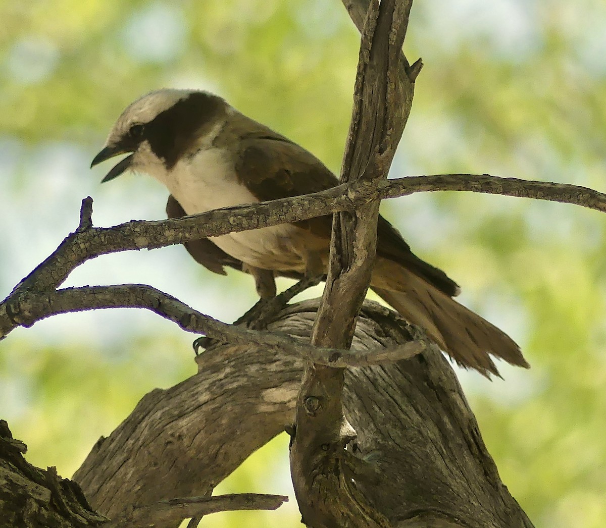 White-crowned Shrike - ML646605043