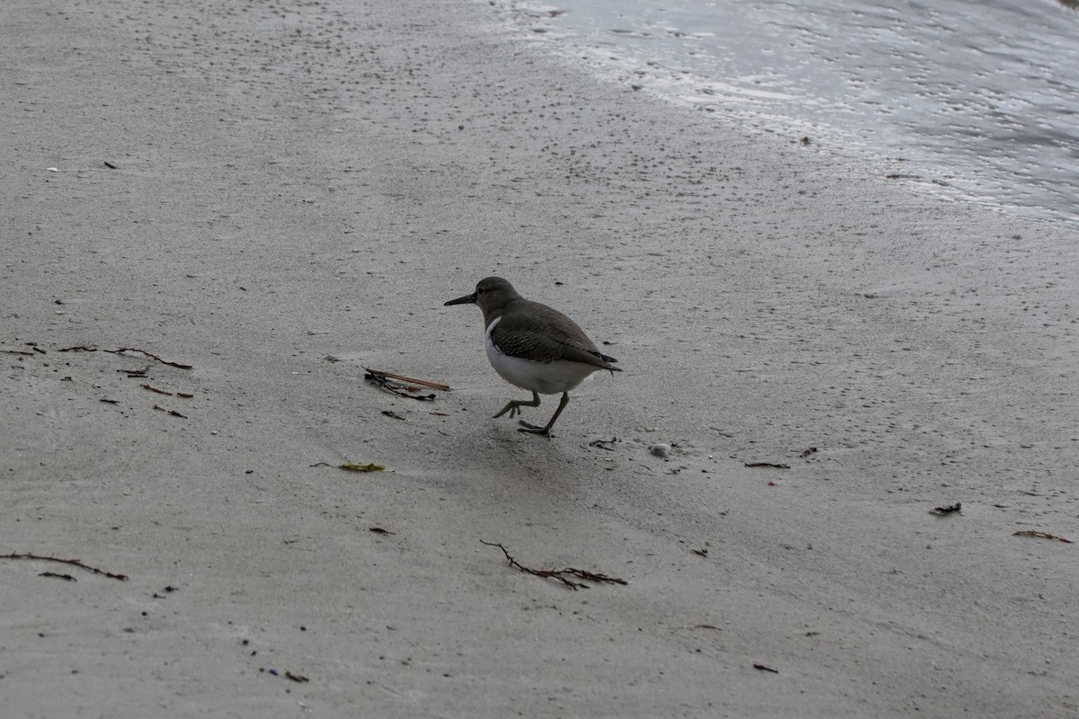 Flussuferläufer - ML646605048