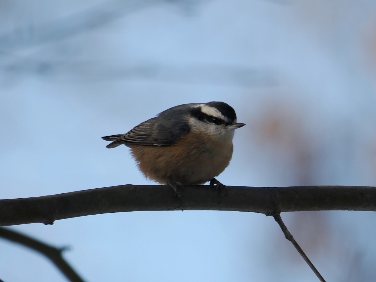 סיטה קנדית - ML646605049