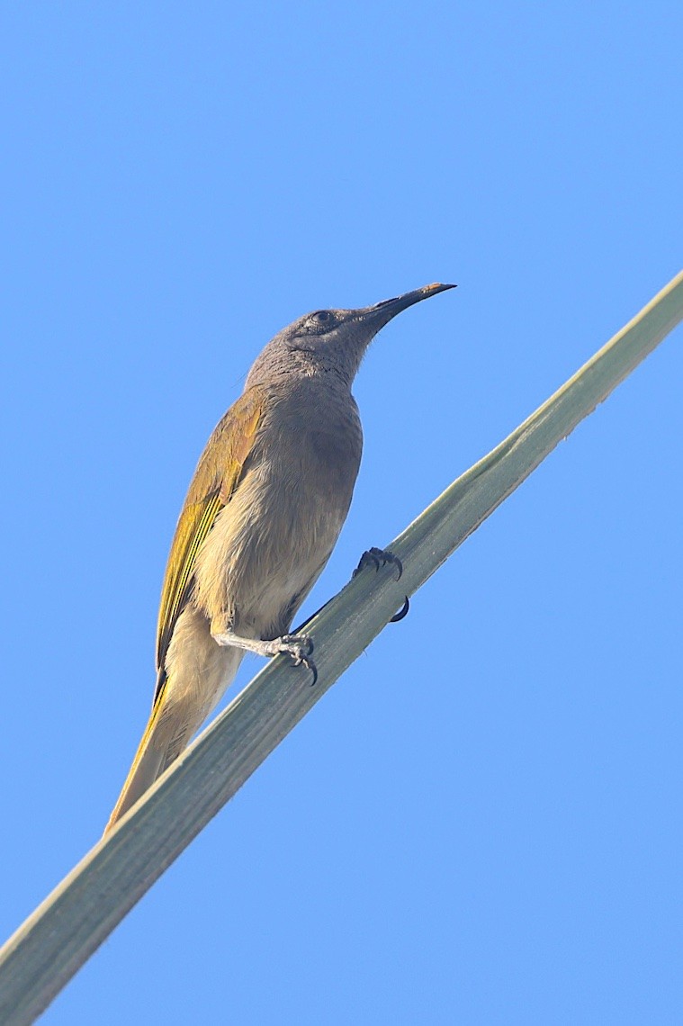 Mielero Orejigrís - ML646605050