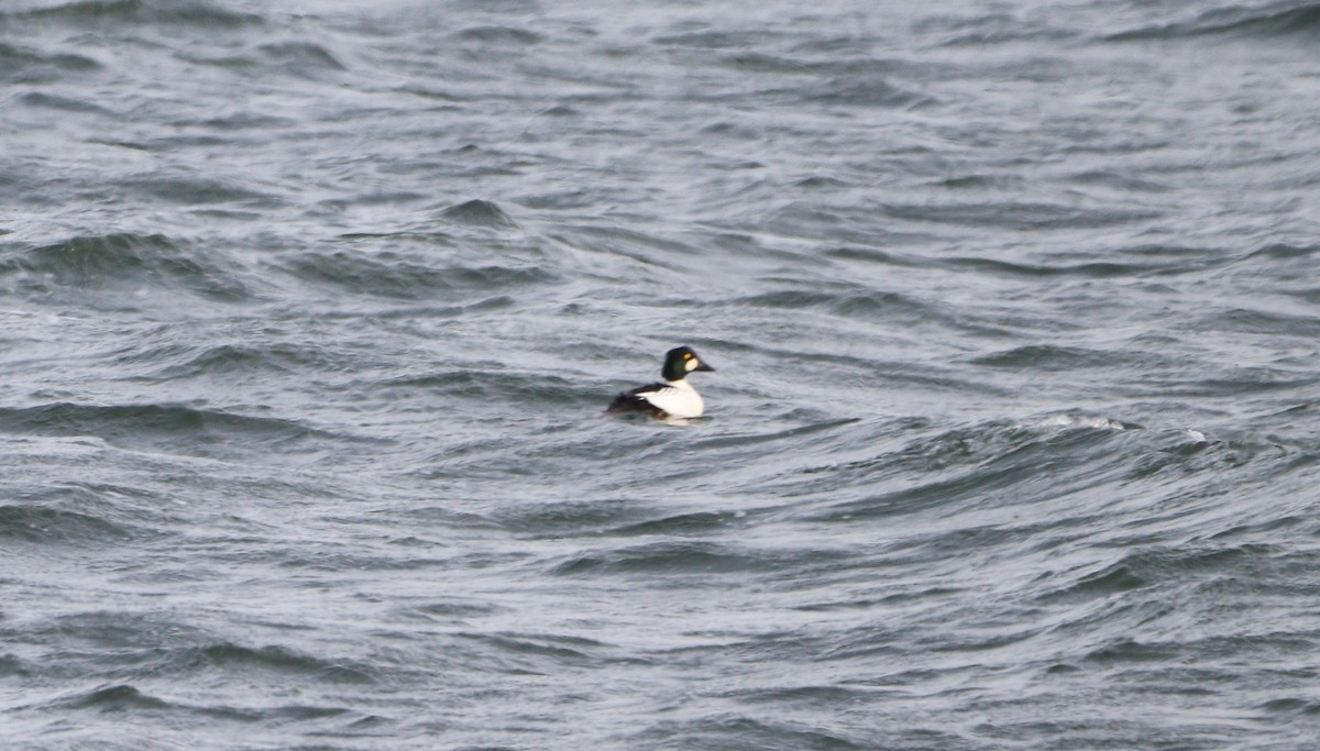 Гоголь - ML646605051