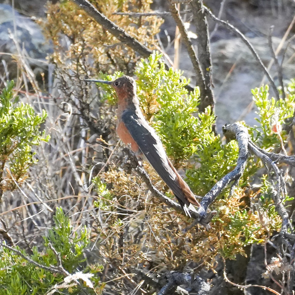 Giant Hummingbird - ML646605052