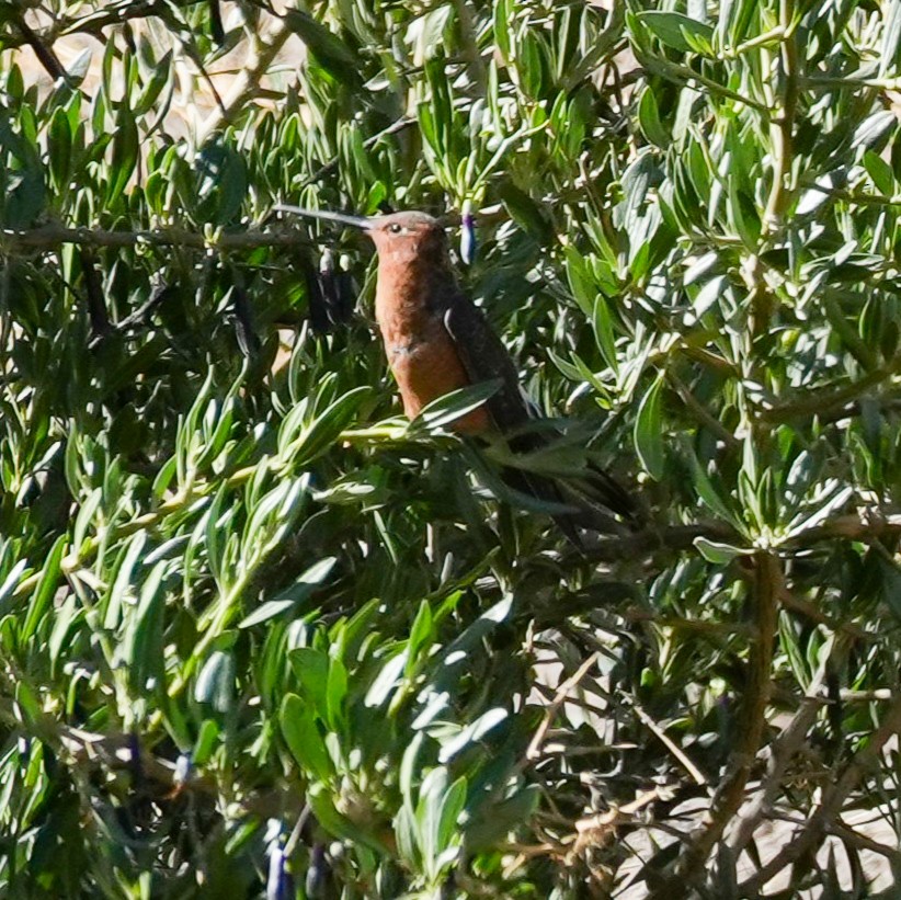 Giant Hummingbird - ML646605053