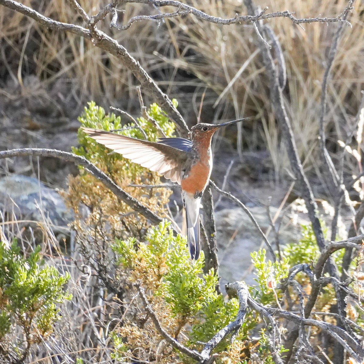 Giant Hummingbird - ML646605054