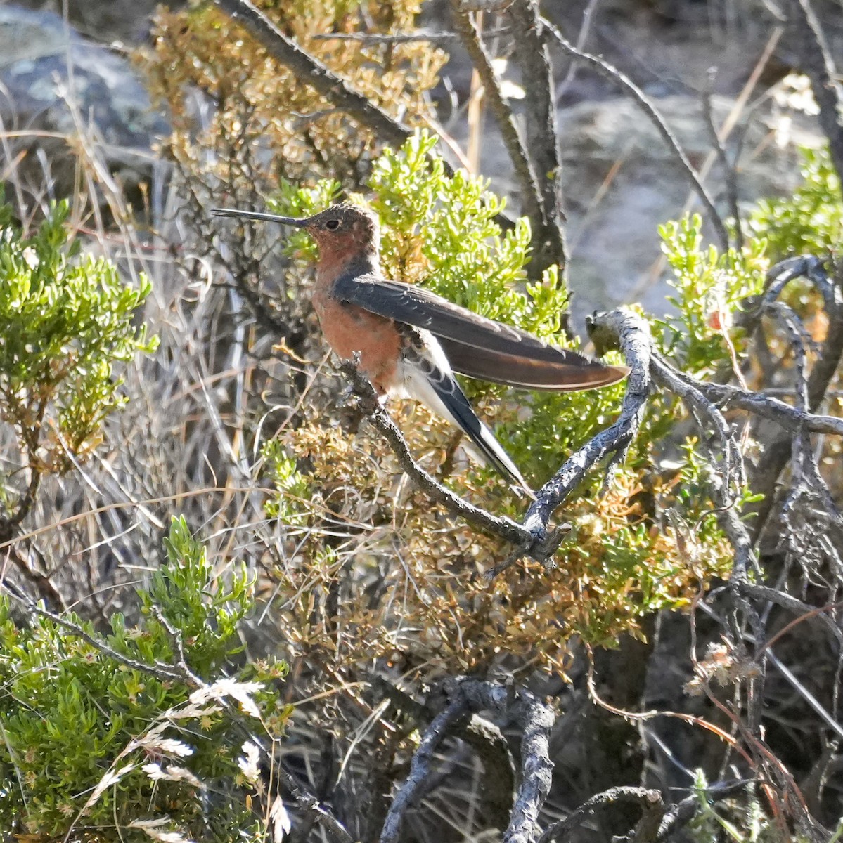 Giant Hummingbird - ML646605055