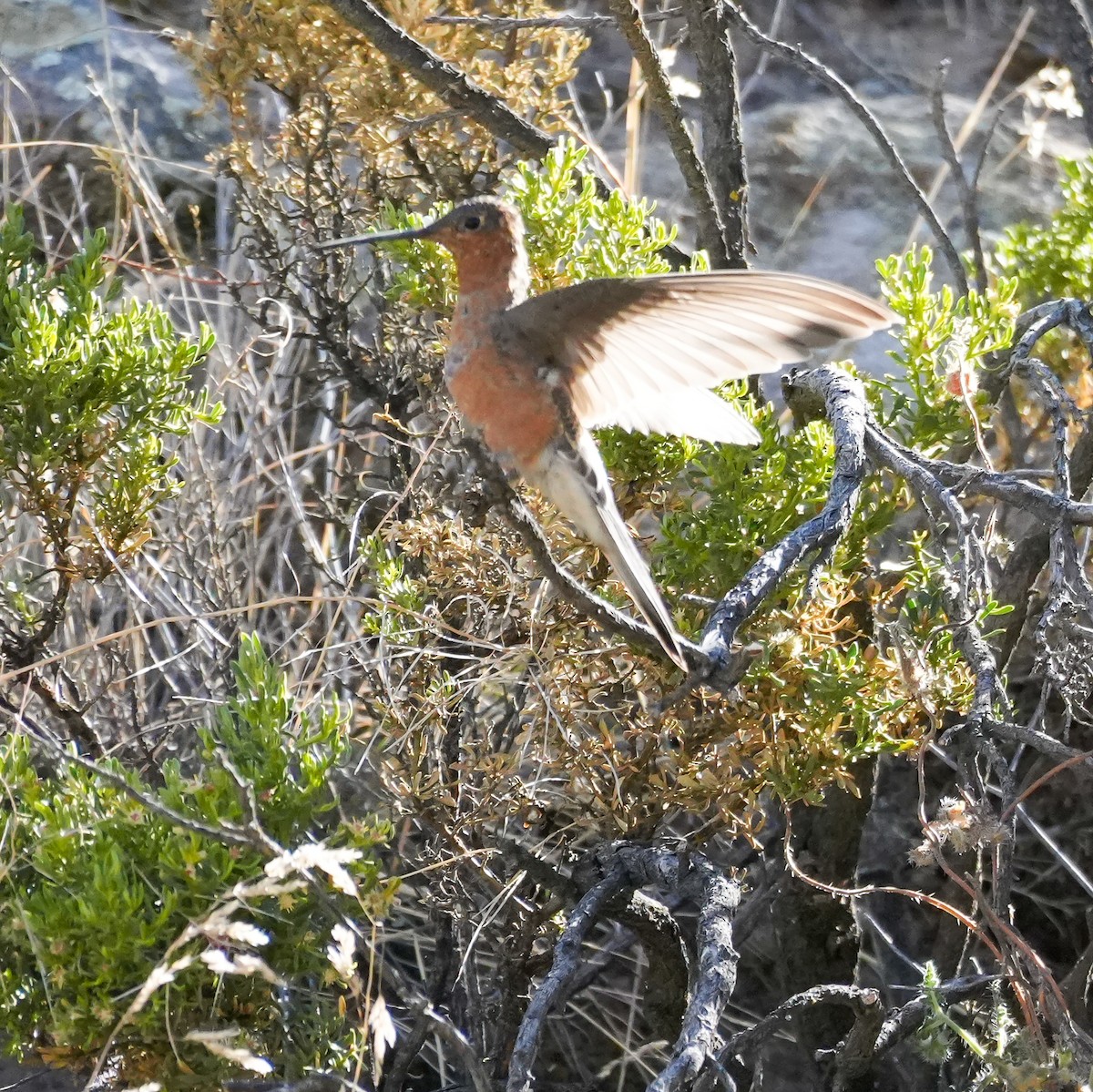 Giant Hummingbird - ML646605056