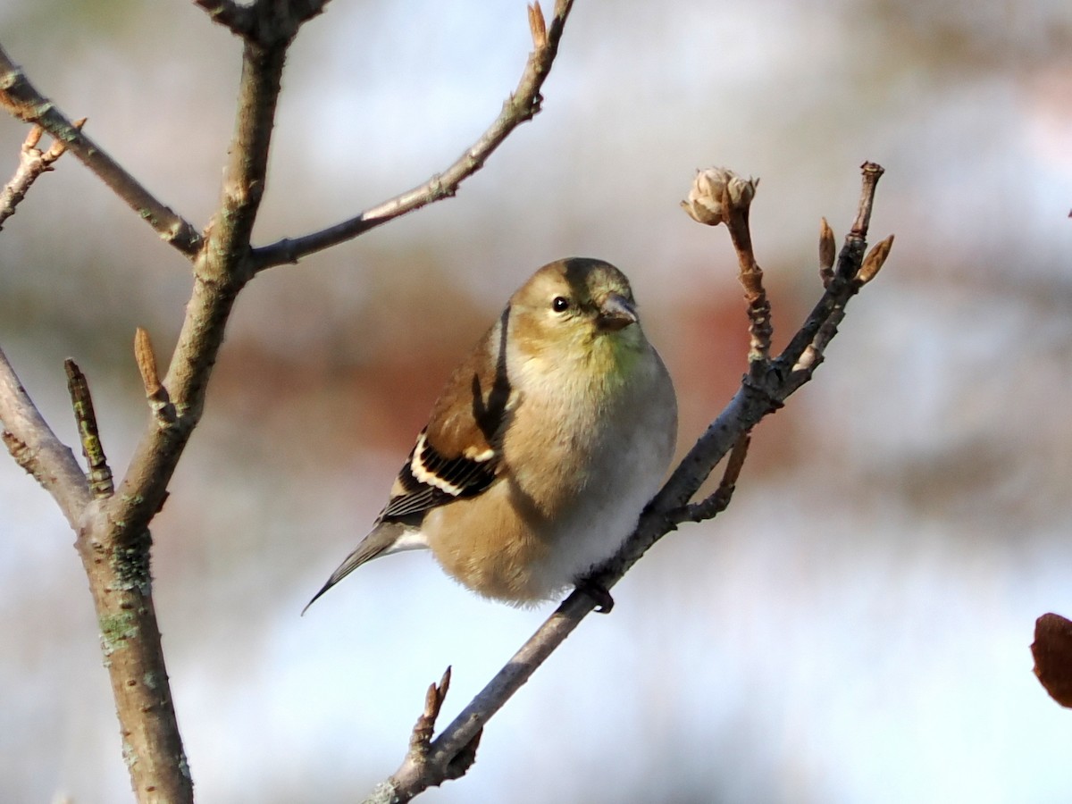 Altın İskete - ML646605060