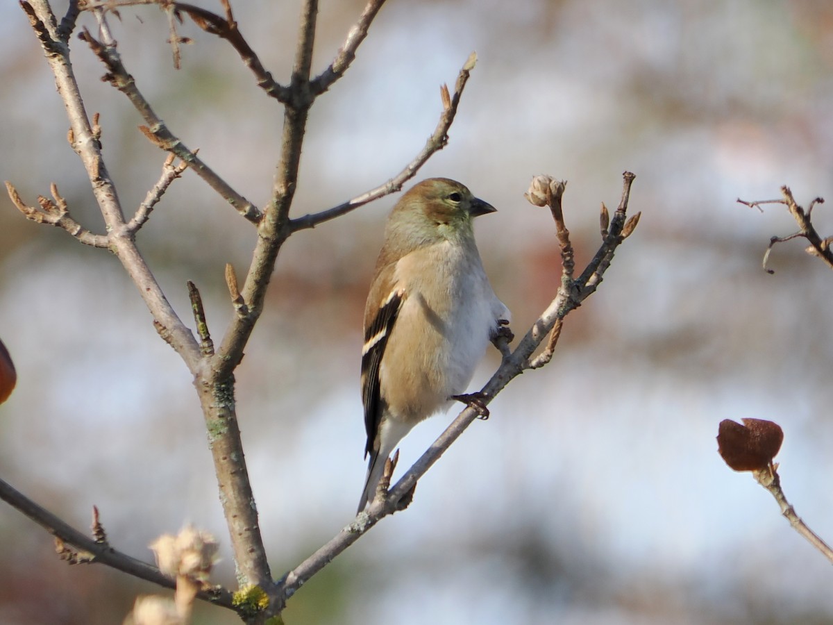 Altın İskete - ML646605061