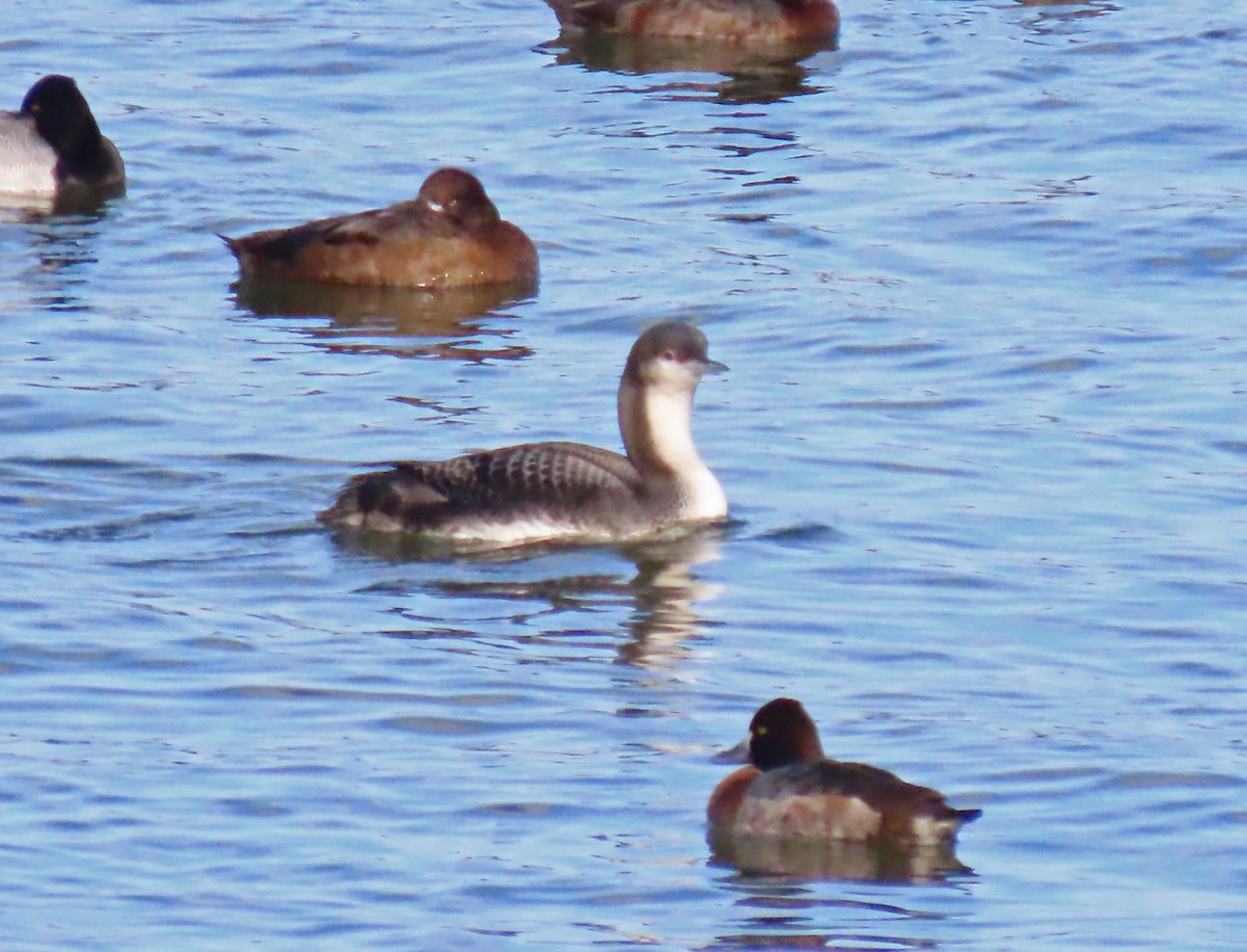 Pacific Loon - ML646605066