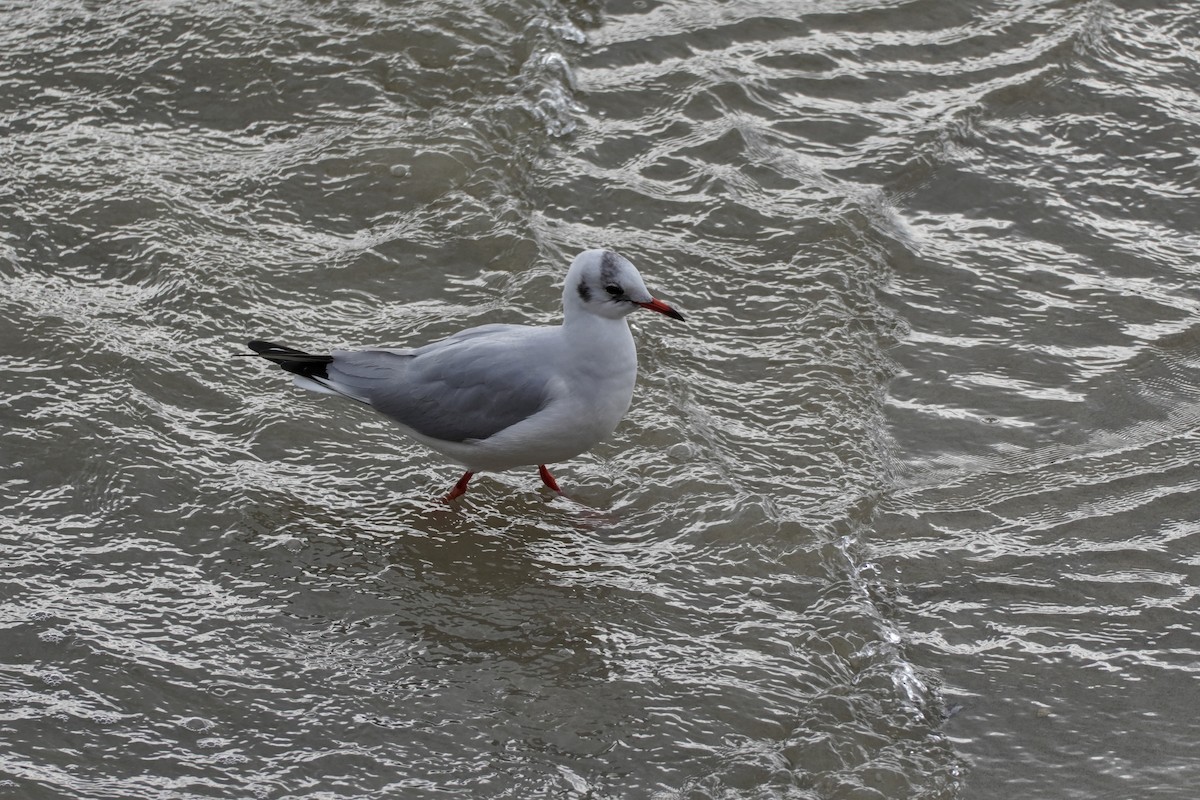 Lachmöwe - ML646605067