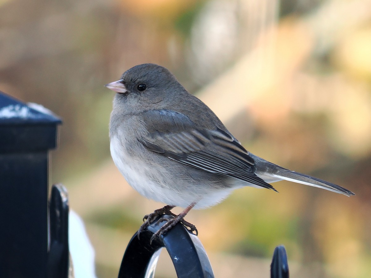 יונקו כהה-עין - ML646605071
