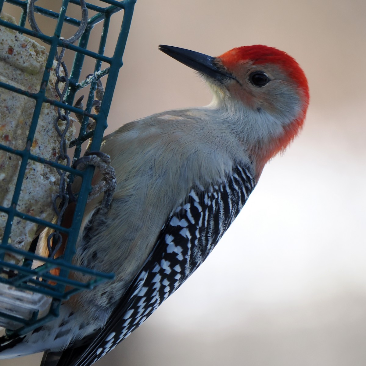 Red-bellied Woodpecker - ML646605074