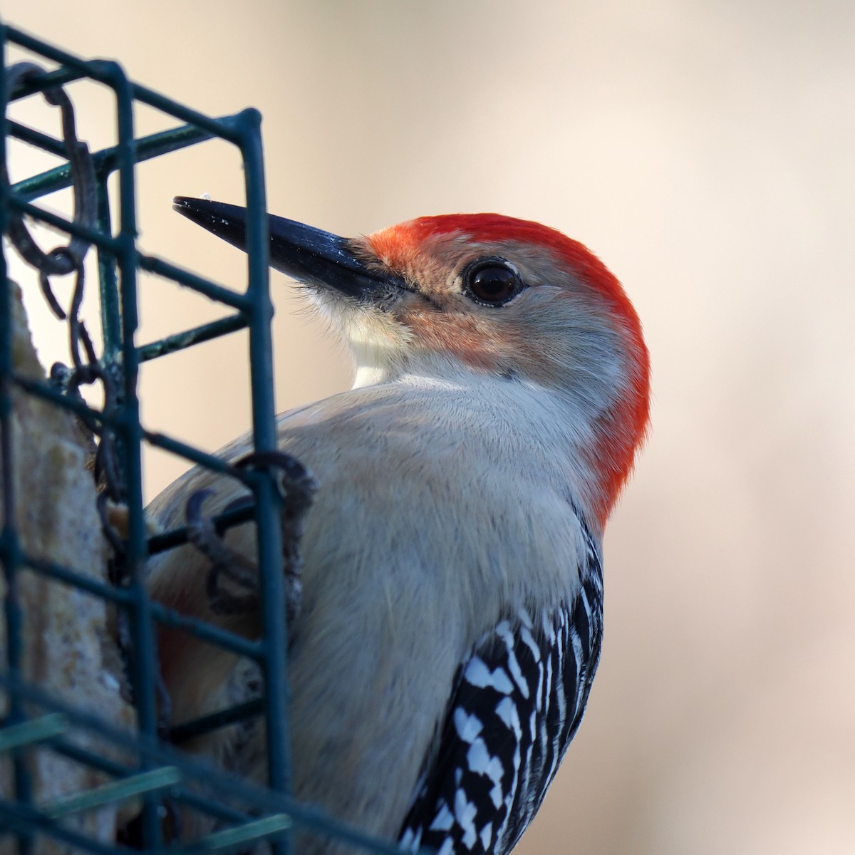 Red-bellied Woodpecker - ML646605075