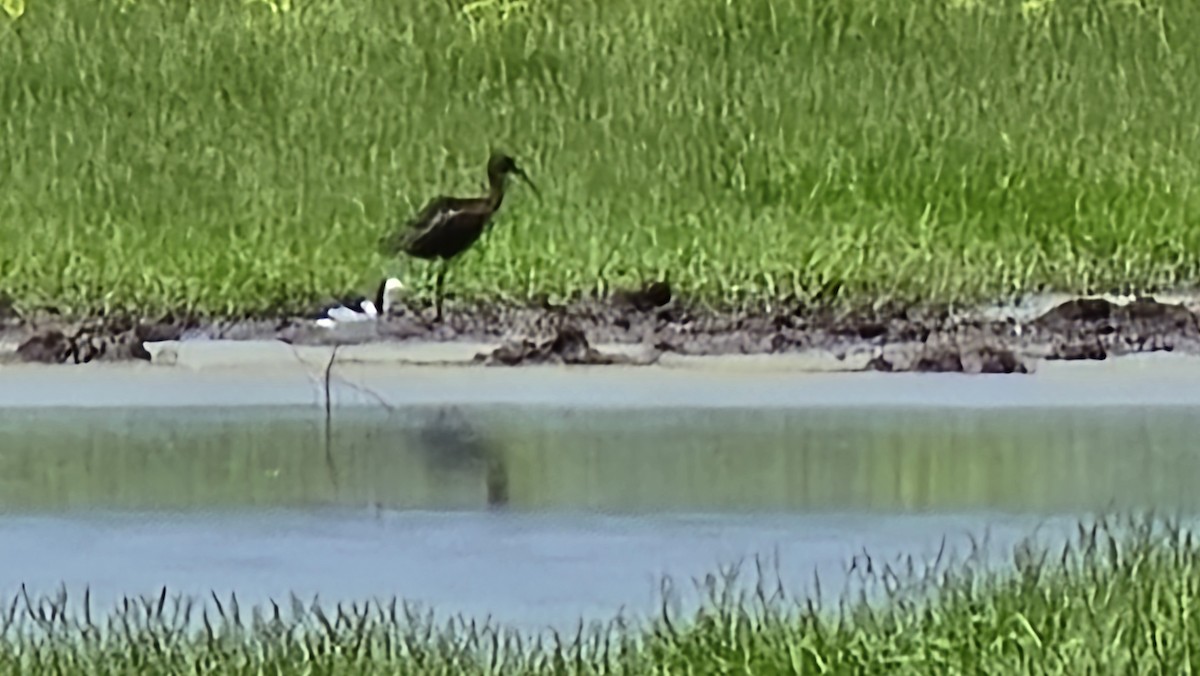 Glossy Ibis - ML646605076
