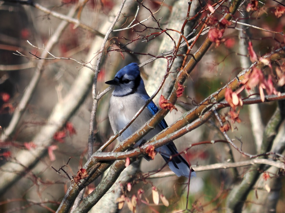 Blue Jay - ML646605080